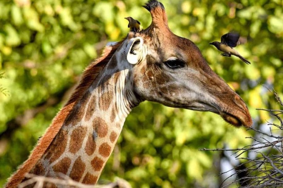 Fathala Wildlife Reserve – Full day safari guided tour